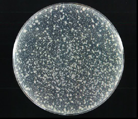 [無加工]天然繊維 細菌繁殖実物写真 細菌繁殖実物写真