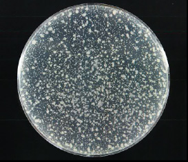 無加工ゼオライト細菌繁殖写真