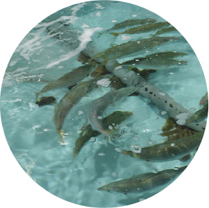 魚類の水槽や生け簀、養殖場